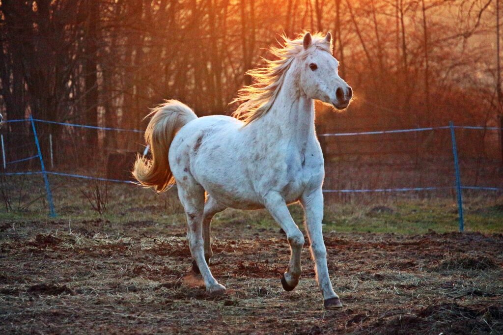 Sind Pferde energiesparende Haustiere