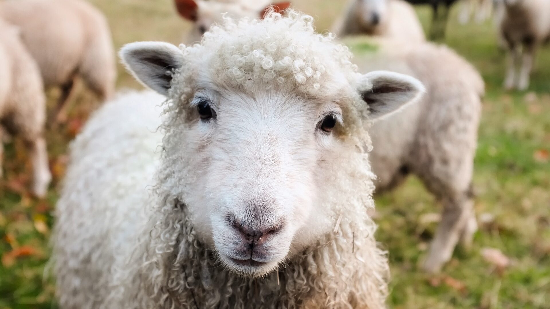 Schafswolle ist einer von vielen ökologischen Dämmstoffen