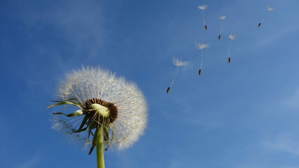 Pusteblume vor blauem Himmel